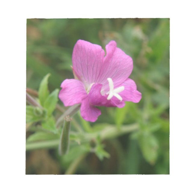 Bloc De Notas Notepad de flor silvestre de Campion Roja (Frente)