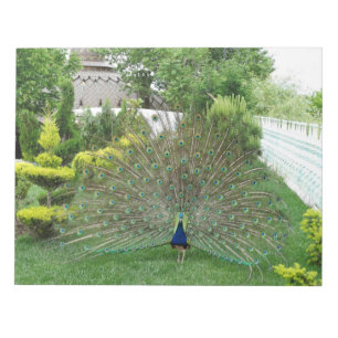 Bloc De Notas Notepad de fotografía pavo real