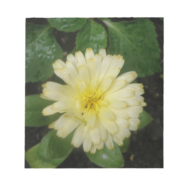 Bloc De Notas Notepad de maricomio amarillo (Frente)