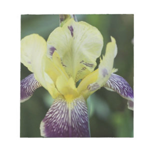 Bloc De Notas Notepad de orquídeas raras