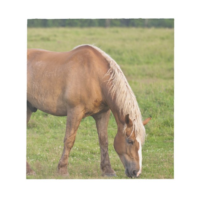 Bloc De Notas Nuevo Brunswick, Canadá. Caballo en campo. (Frente)