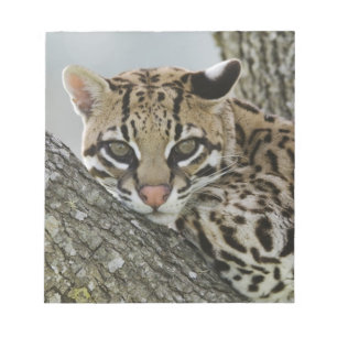 Bloc De Notas Ocelote, Felis pardalis, cautivo, hembra descansan