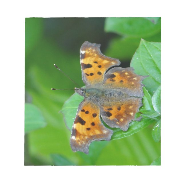 Bloc De Notas Orange butterfly (Frente)