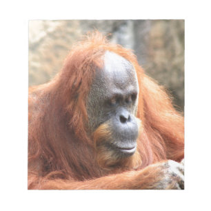 Bloc De Notas Orangután