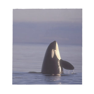 Bloc De Notas Orca asesina (Orca orcinus) espiando cerca