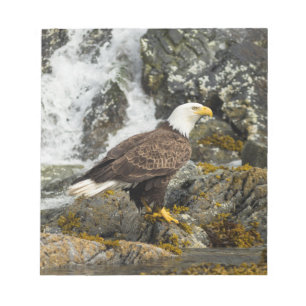 Bloc De Notas Orgulloso Bald Eagle