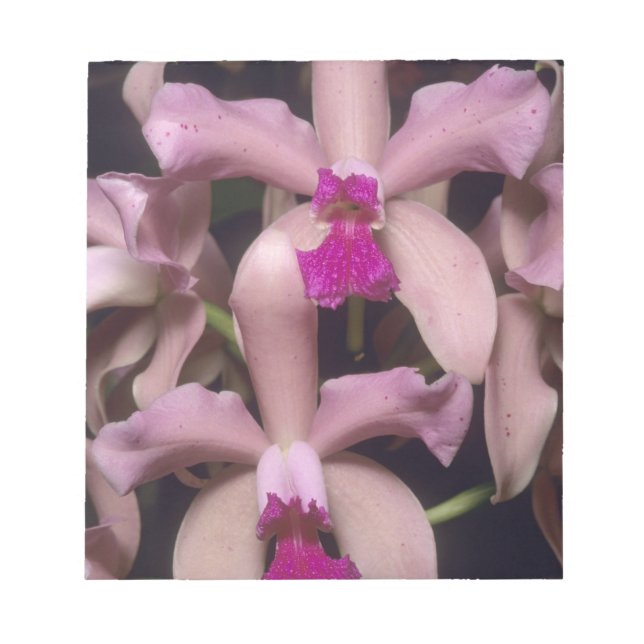Bloc De Notas Orquídea (Cattleya amethystoglossa), oriental (Frente)