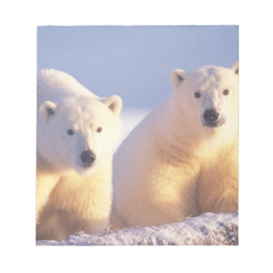 Bloc De Notas Osa de oso polar con cría en el hielo de banquisa