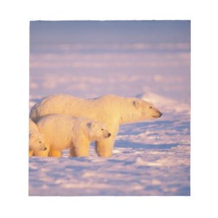 Bloc De Notas Osa de oso polar con crías de primavera en el cong