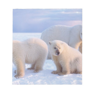 Bloc De Notas Osa polar con crías en el hielo a la orilla de la 