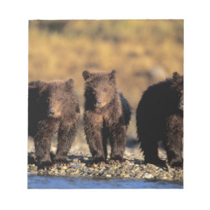 Bloc De Notas Oso grizzly, oso pardo, crías, Katmai National