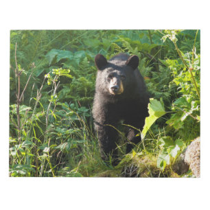 Bloc De Notas Oso negro curioso