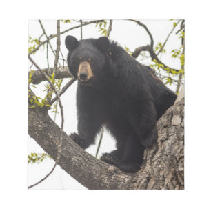 Bloc De Notas Oso negro trepador