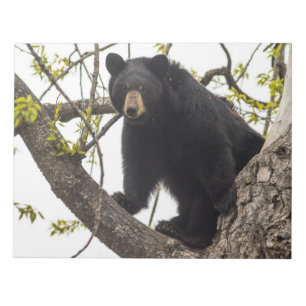 Bloc De Notas Oso negro trepador