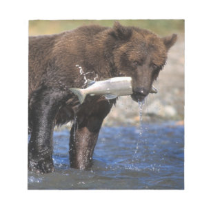 Bloc De Notas Oso pardo, oso grizzly, con captura de salmón,