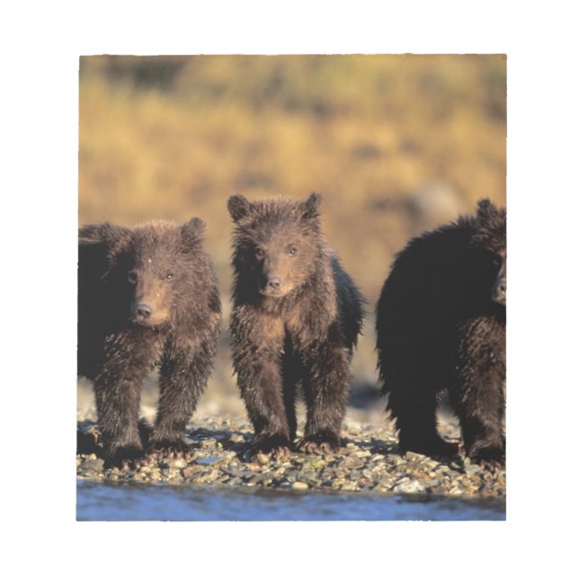 Bloc De Notas Oso pardo, oso pardo, cachorros, Katmai National (Frente)