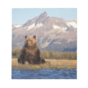 Bloc De Notas oso pardo, Ursus arctos, oso grizzly, Ursus