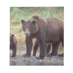 Bloc De Notas oso pardo, Ursus arctos, oso grizzly, Ursus 3