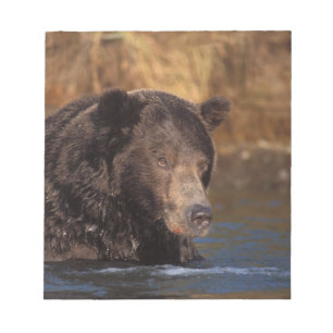 Bloc De Notas oso pardo, Ursus arctos, oso grizzly, Ursus 5