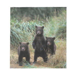 Bloc De Notas oso pardo, Ursus arctos, oso grizzly, Ursus 7