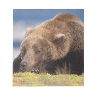 Bloc De Notas oso pardo, Ursus arctos, oso grizzly, Ursus 8
