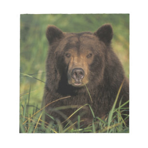 Bloc De Notas oso pardo, Ursus arctos, oso grizzly, Ursus 9
