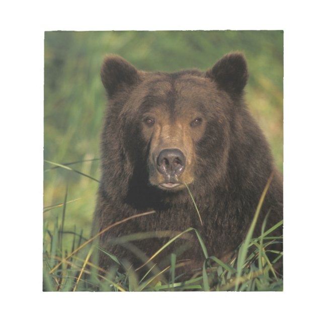 Bloc De Notas oso pardo, Ursus arctos, oso pardo, Ursus 9 (Frente)