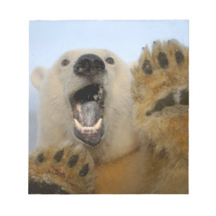 Bloc De Notas oso polar, Ursus maritimus, mira con curiosidad