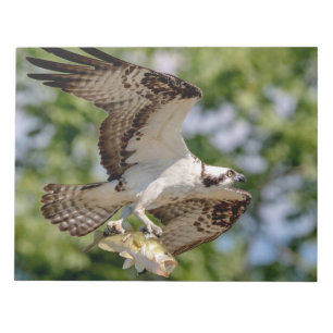 Bloc De Notas Osprey con una gran boquilla