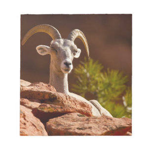 Bloc De Notas Oveja canadiense del desierto (Ovis canadensis nel