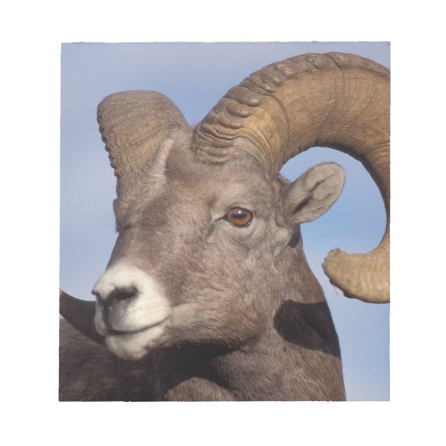 Bloc De Notas ovejas de cuerno grande, ovejas de montaña, Ovis c (Frente)
