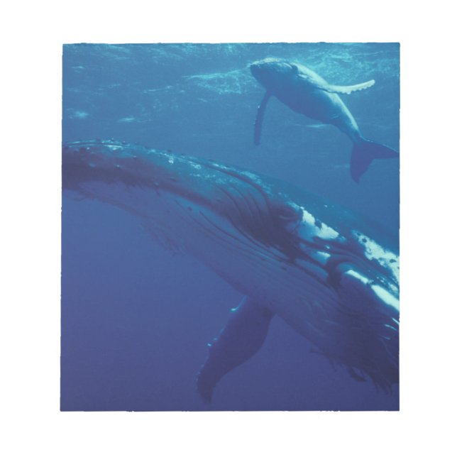 Bloc De Notas Pacífico Sur, Tonga. ballena jorobada y cría (Frente)