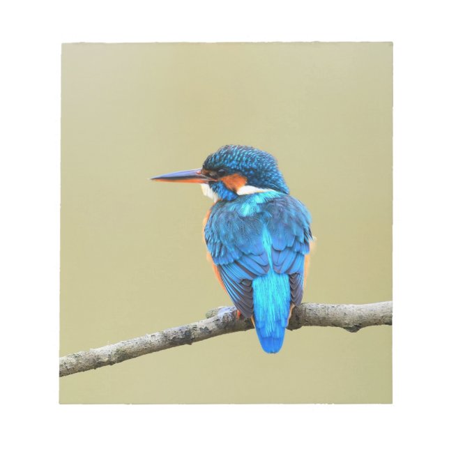 Bloc De Notas Pájaro de Kingfisher azul (Frente)