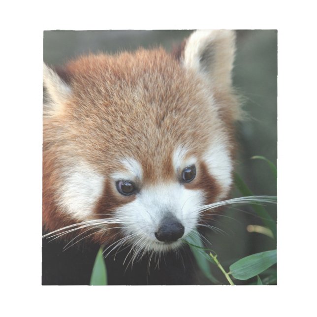 Bloc De Notas Panda rojo, Taronga Zoo, Sydney, Australia (Frente)