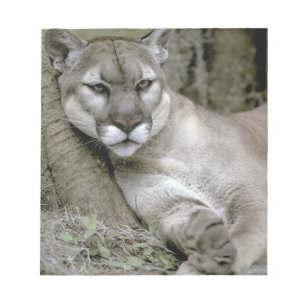 Bloc De Notas pantera de Florida, Felis concolor coryi,