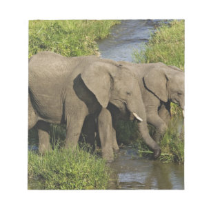 Bloc De Notas Pareja de elefantes africanos Masai Mara