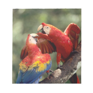 Bloc De Notas Pareja de guacamayos escarlata