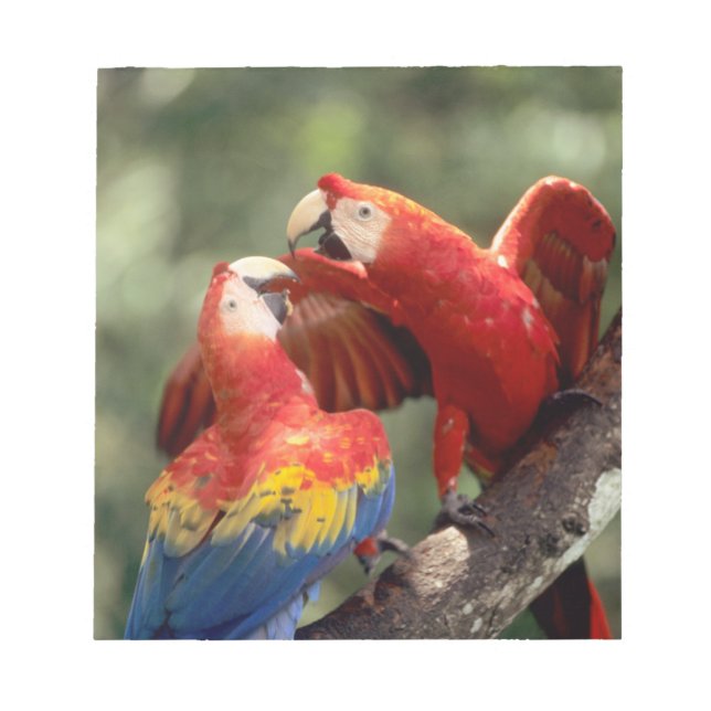 Bloc De Notas Pareja de guacamayos escarlata (Frente)