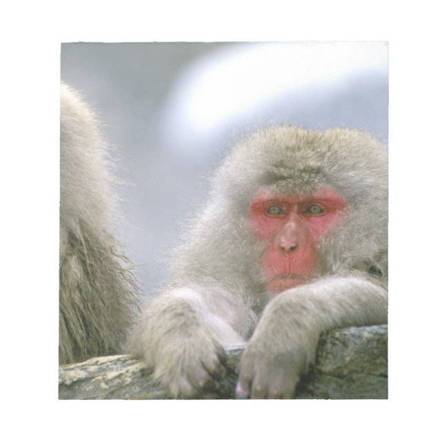Bloc De Notas Pareja de monos de nieve, macaco japonés, (Frente)