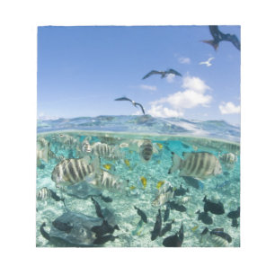 Bloc De Notas Paseo safari por laguna con Stingrays