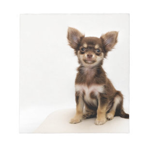 Bloc De Notas Pequeño perro de la chihuahua