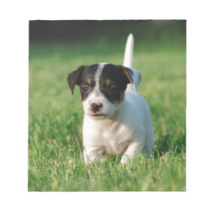Bloc De Notas Perrito de Jack Russell Terrier