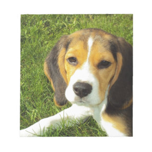 Bloc De Notas Perro Beagle Animales Domésticos Paz Amor
