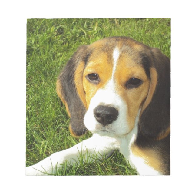 Bloc De Notas Perro Beagle Animales Domésticos Paz Amor (Frente)