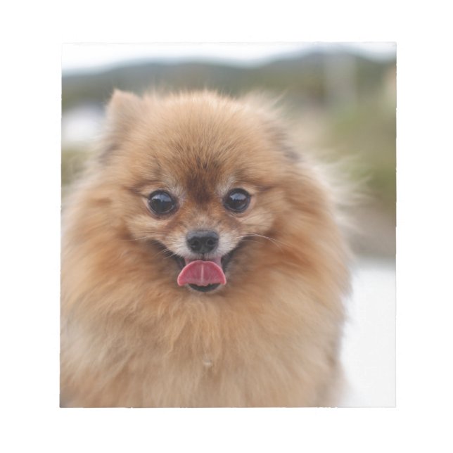 Bloc De Notas Perro Pomerania retrato (Frente)