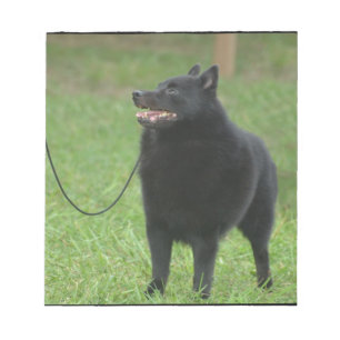Bloc De Notas Perro Schipperke