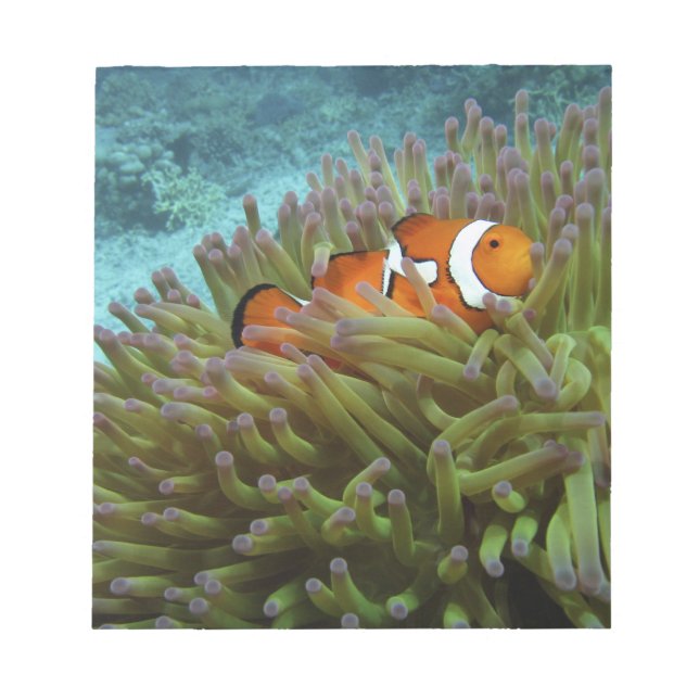 Bloc De Notas Pez payaso occidental ( Amphiprion ocellaris ) (Frente)