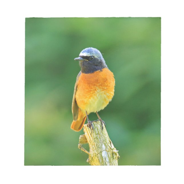 Bloc De Notas phoenicurus ochruros (Frente)