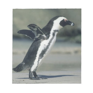 Bloc De Notas Pingüino africano