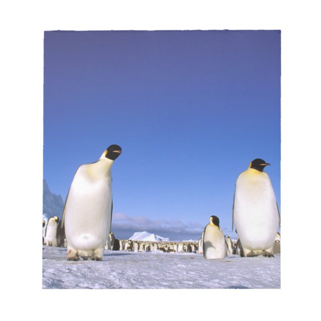 Bloc De Notas Pingüino | Antártida, Península Antártica (Frente)